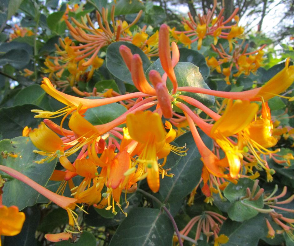 7 Lush Climbing Vines For Full Sun Gardens Calendula's Garden