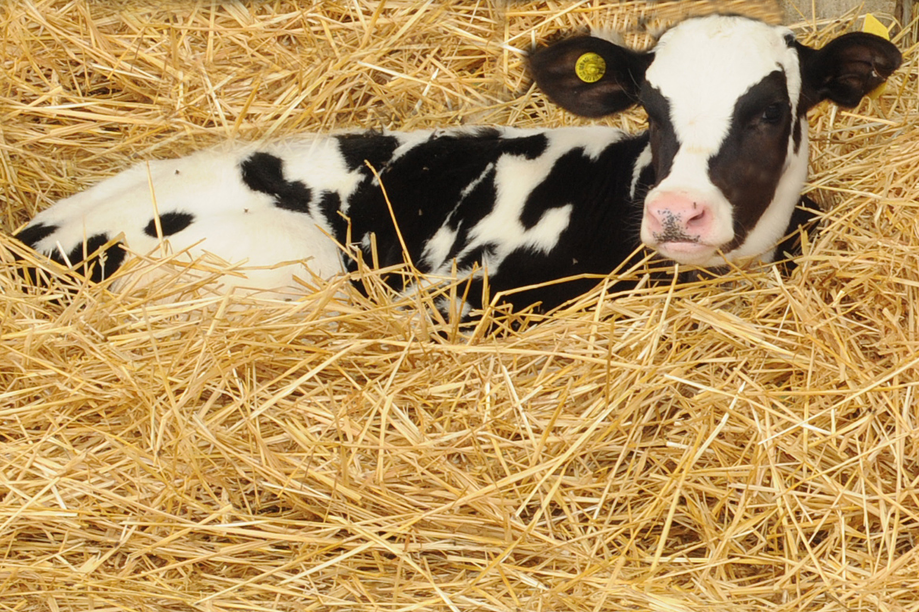 Back to basics calf care Why good bedding is so important CalfCare.ca