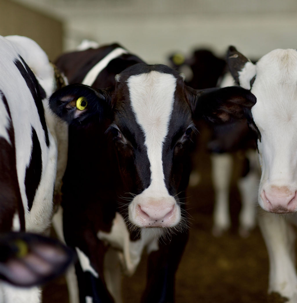 What’s the deal with Salmonella Dublin in Ontario? CalfCare.ca