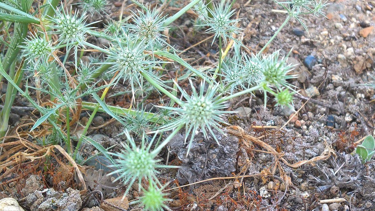 Eryngium vaseyi Calflora