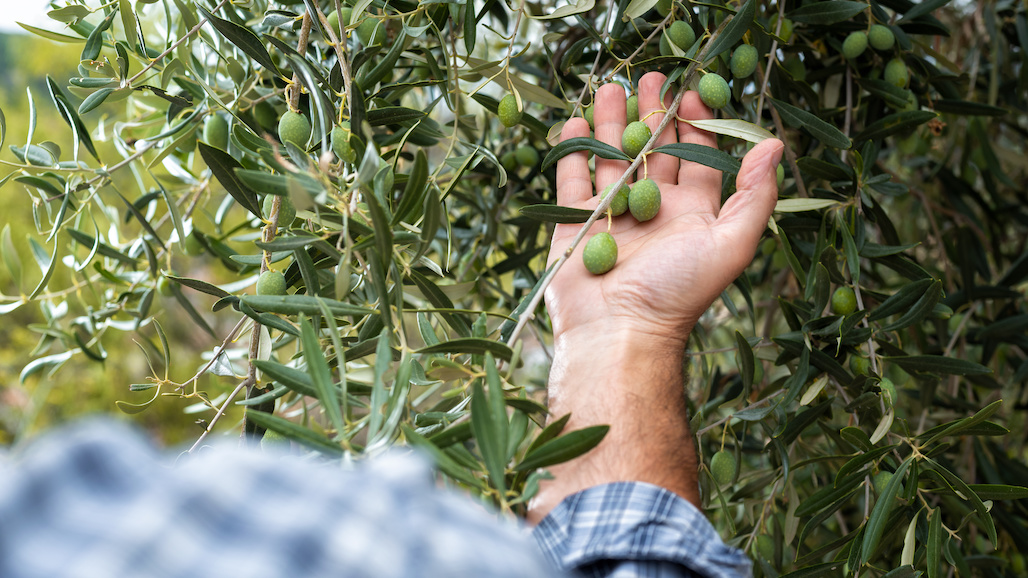 CA Olive Ranch Kicks Off New Year with Renewed Commitment to Consumer