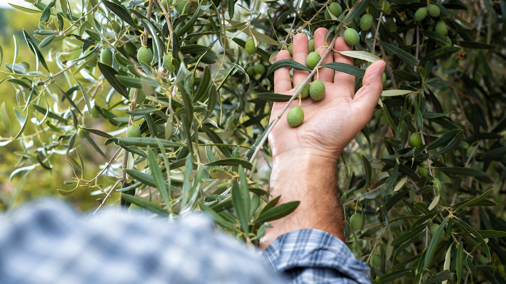 2021 CA Table Olive Forecasted to More than Double California Fresh