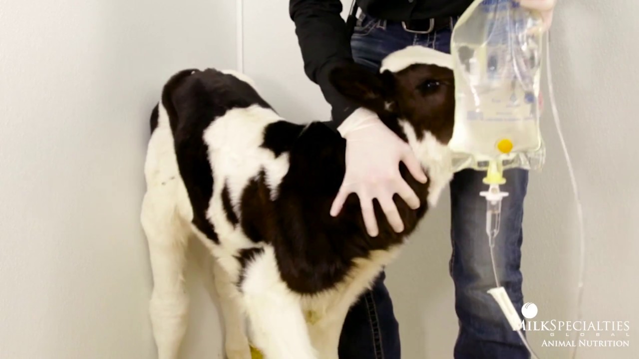 Administering Subcutaneous Fluids Calf Sessions