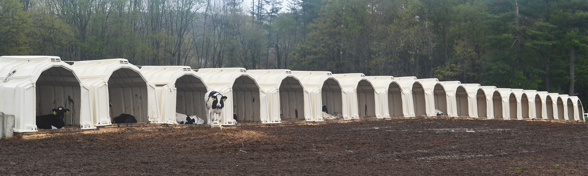 9' x 8' Group Double Calf Hutch Plastic CalfTel
