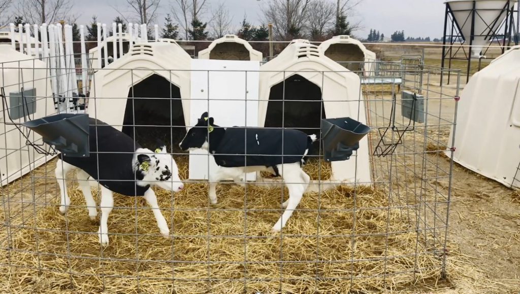 For Dairy Calves, Two (or more) Heads are Better Than One CalfTel