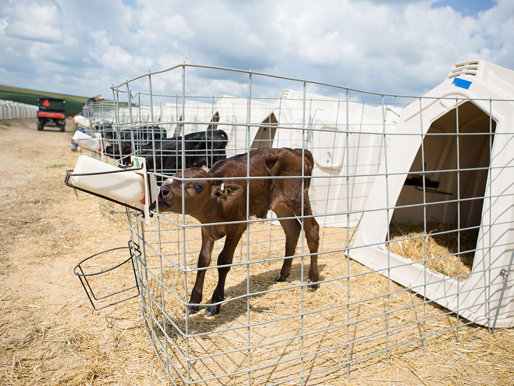 Classic Wire Fence for Calf Hutches CalfTel