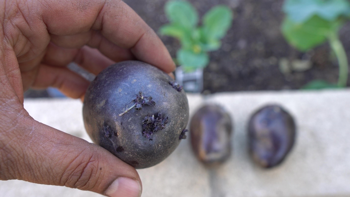 Planting and Growing Purple Growing Potatoes California Gardening