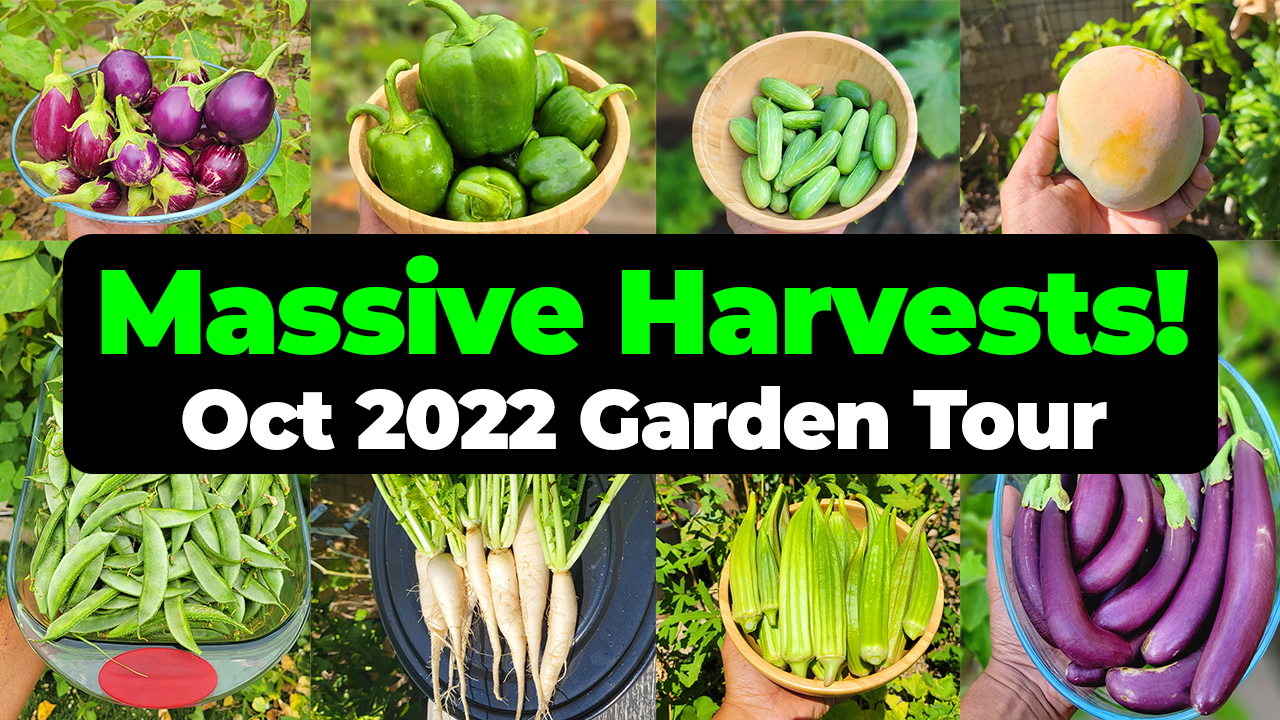 Gardening Massive Harvests in October 2022 California Gardening