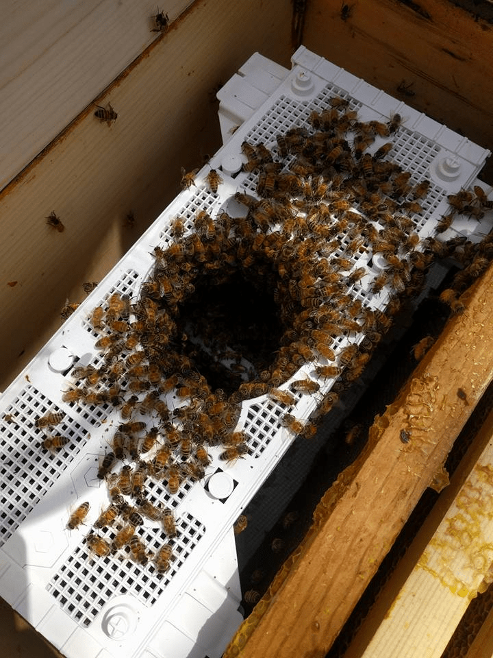 Canadian Bee Packages — Calgary and District Beekeepers Association