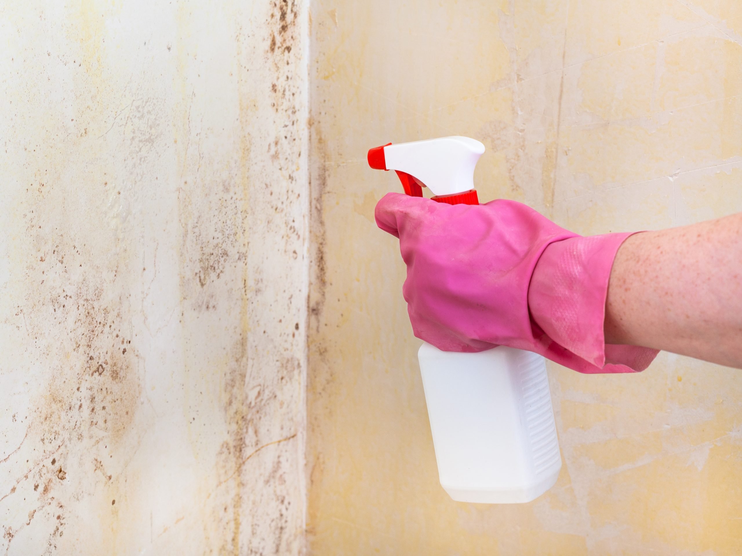 5 Tips for Dealing with Mold on Drywall Calgary Drywall Doctors