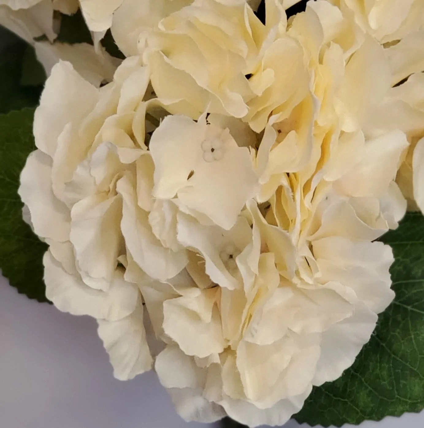 Ivory 5 Stem Hydrangea Bunch Calgary Event Wholesale Wedding And