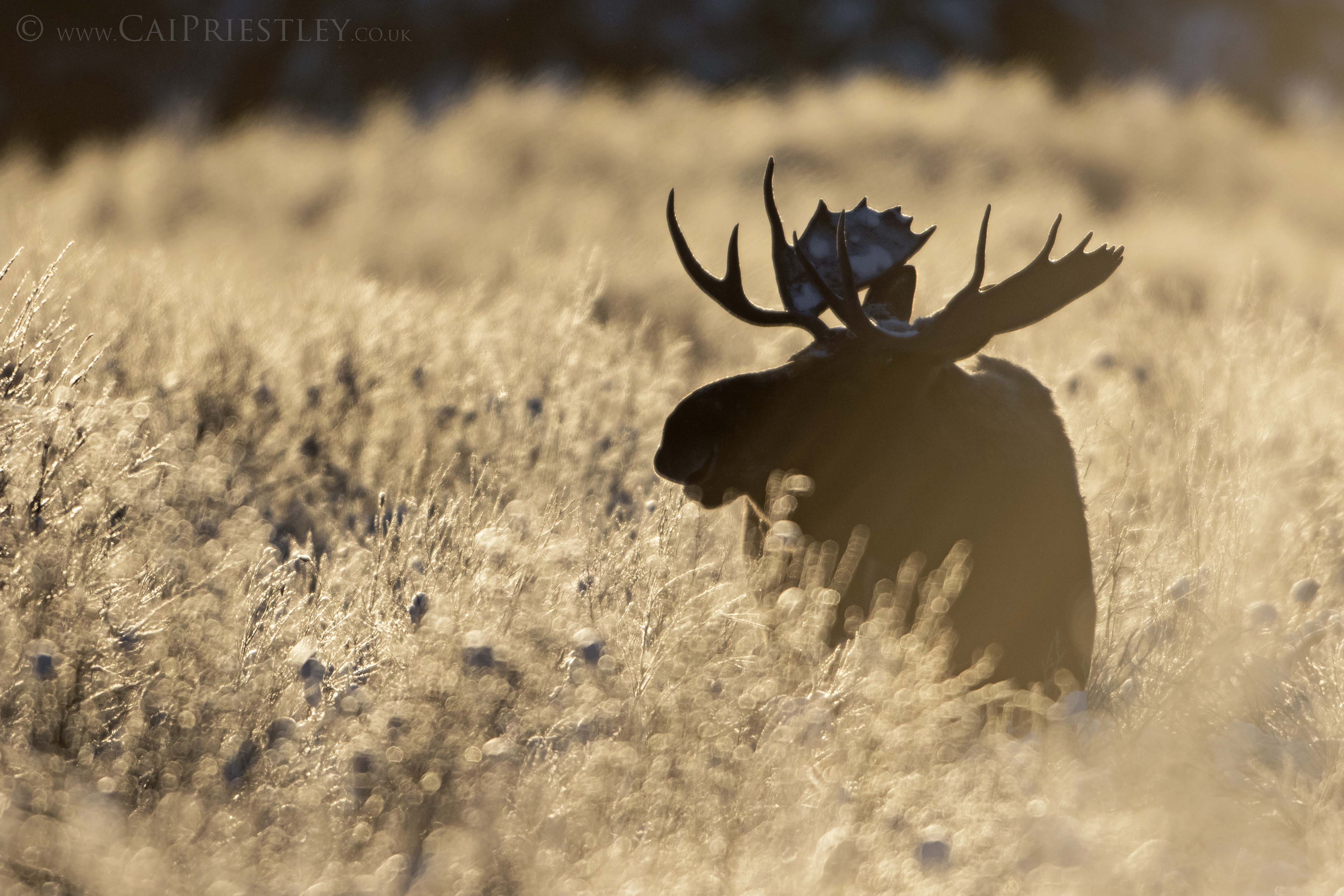 Wild Jobs Part Five Wildlife Photographer