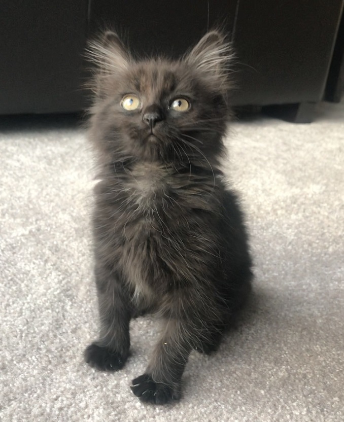 Dizzy the adorable cat needs a home in the Calgary area