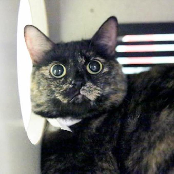 Puddin the cat needs a new place to live in the Calgary area