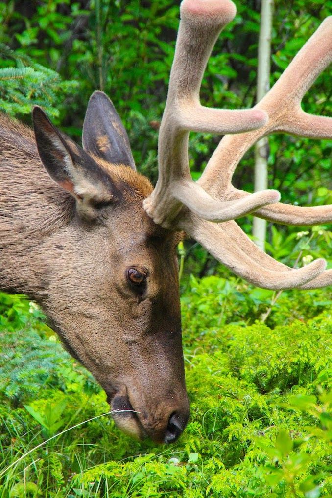 Staying Elk Smart This Fall Calgary Guardian