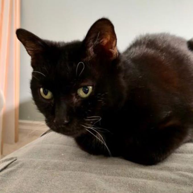 Help Midnight the Cat Find a New Furever Home in Calgary