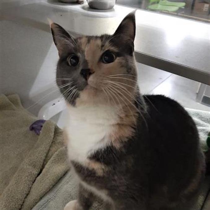 Boots the Cat needs a loving home in the Calgary area