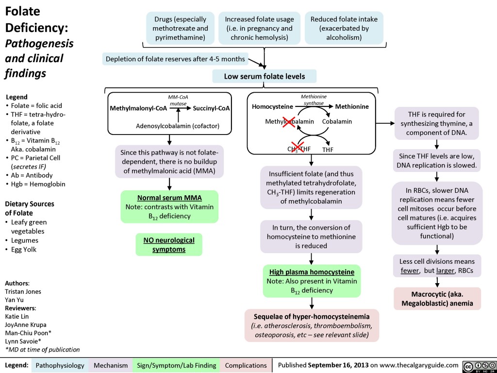 Folate Deficiency Calgary Guide