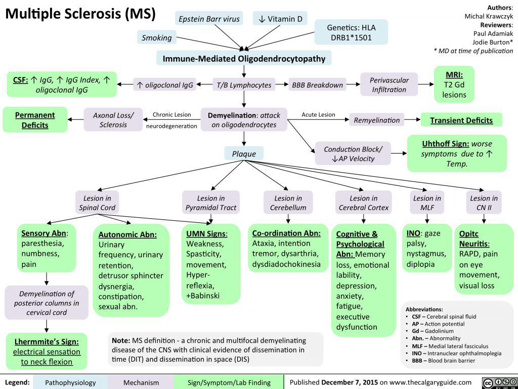 Concept Map For Multiple Sclerosis Multiple Sclerosis (MS) Calgary Guide