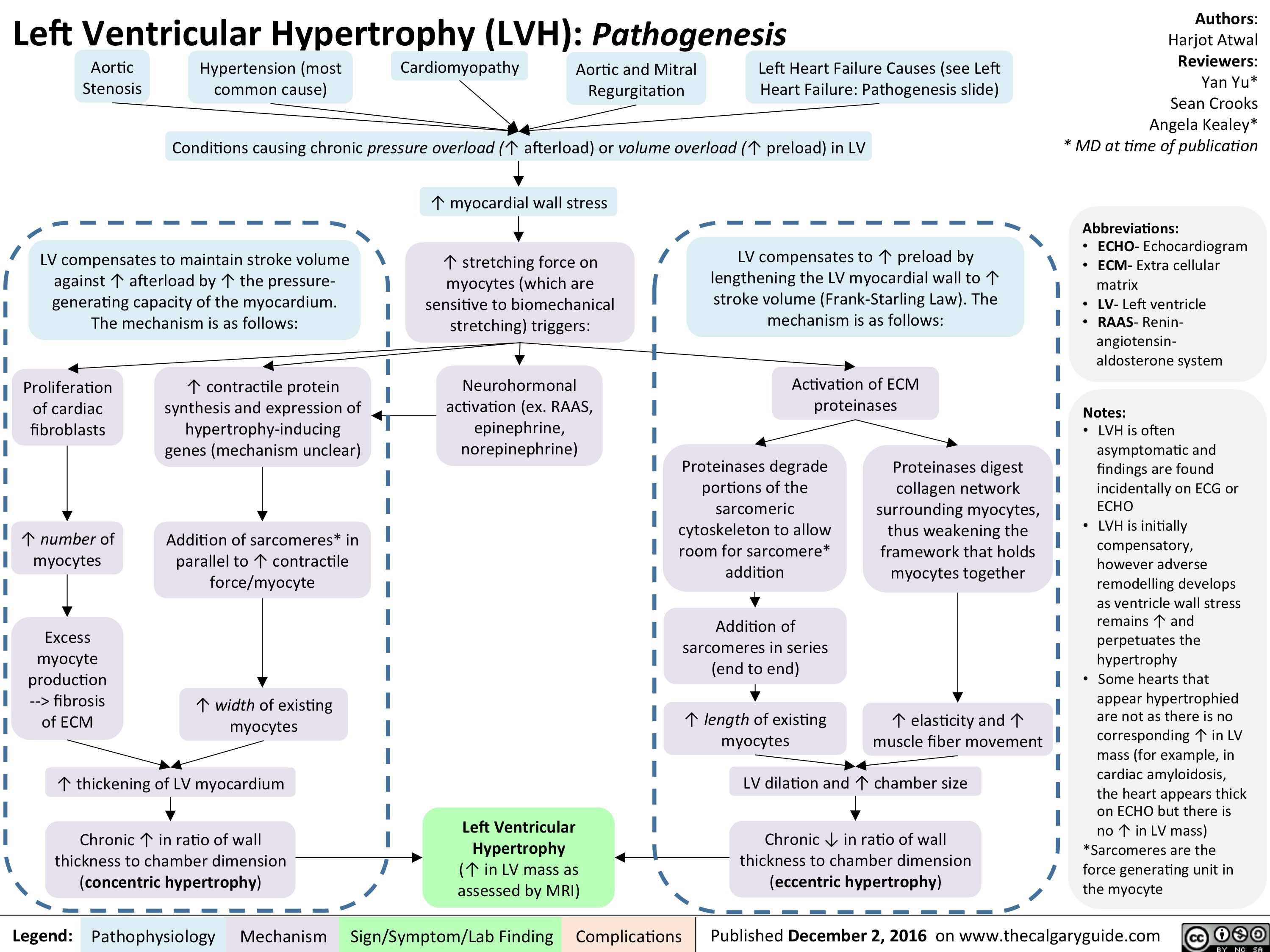 Left Ventricular Hypertrophy Pathogenesis Calgary Guide
