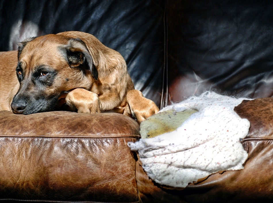 Buying a Home Damaged By Pets What to Expect