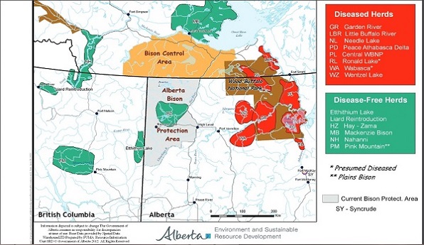 Disease in bison threatens Alberta’s cattle - Calgary Journal
