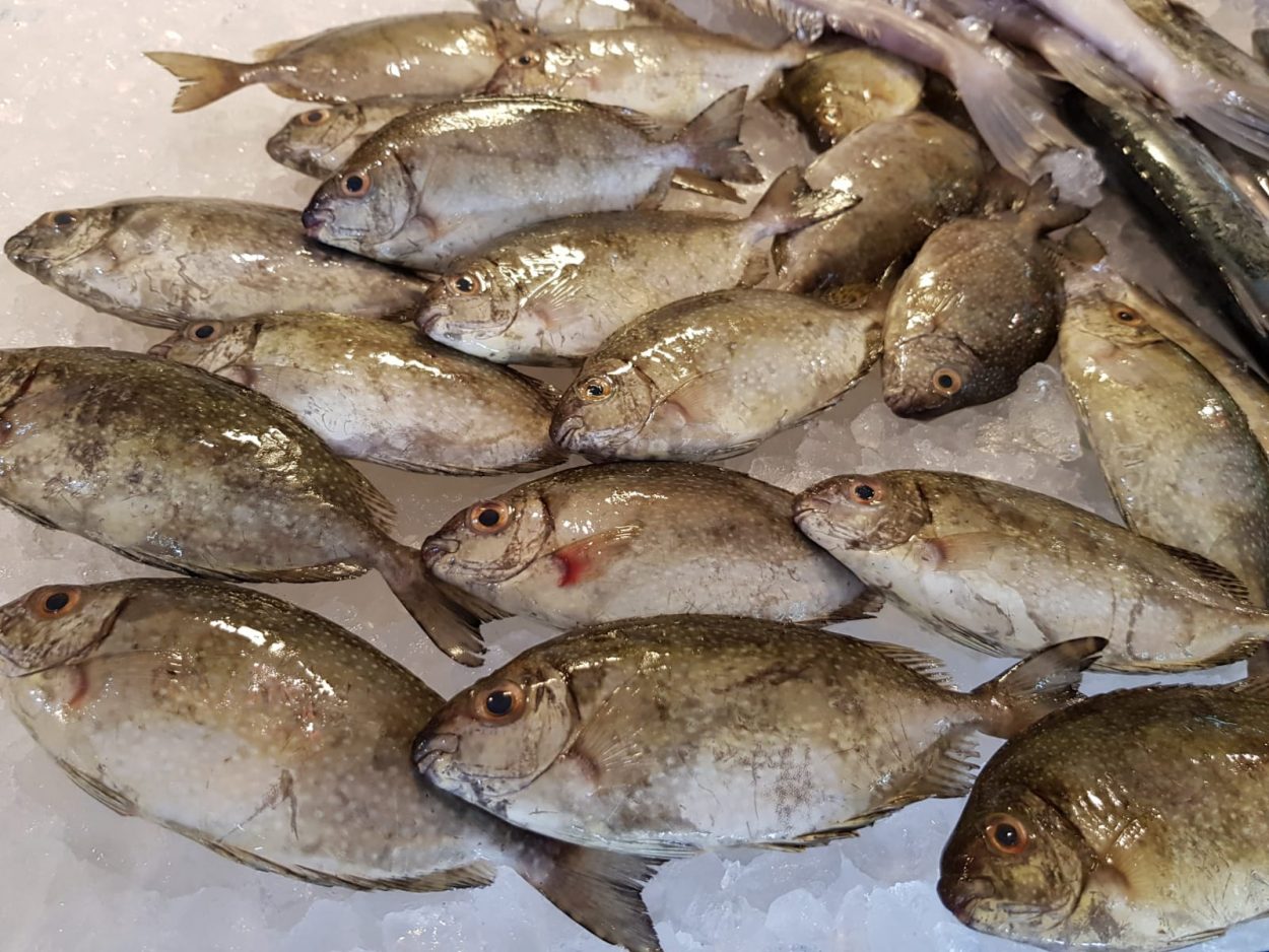 [FRESH] Seafood Catch of the Day! Calgorix Lifestyle