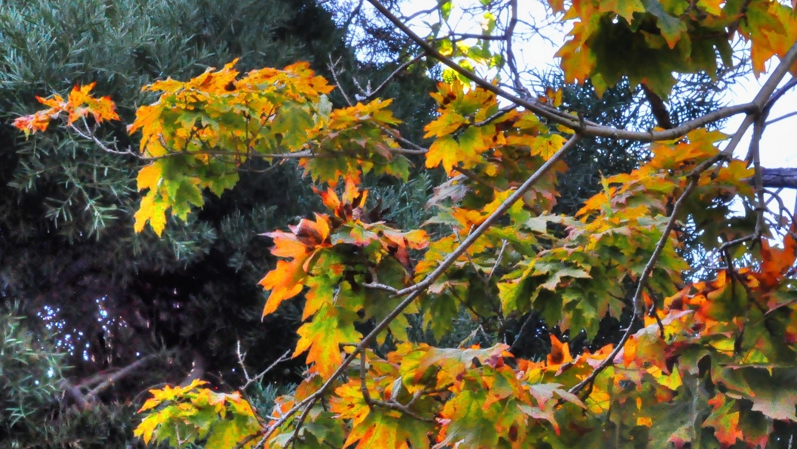 Horned Maple at LA Arboretum California Fall Color