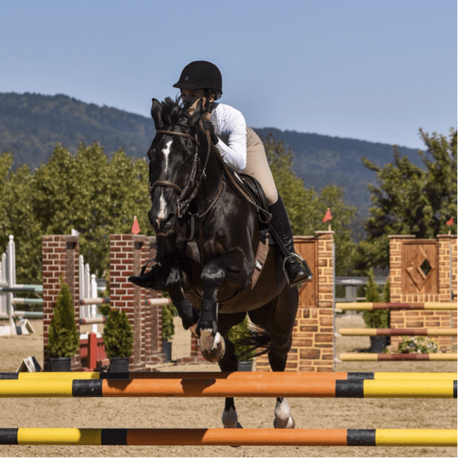 SEE OUR HORSES FOR SALE or LEASE California Riding Academy
