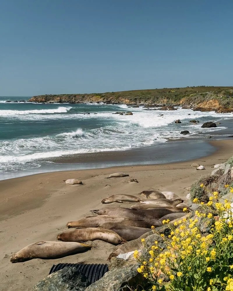 Top 32+ Wallpapers where to see elephant seals big sur Latest