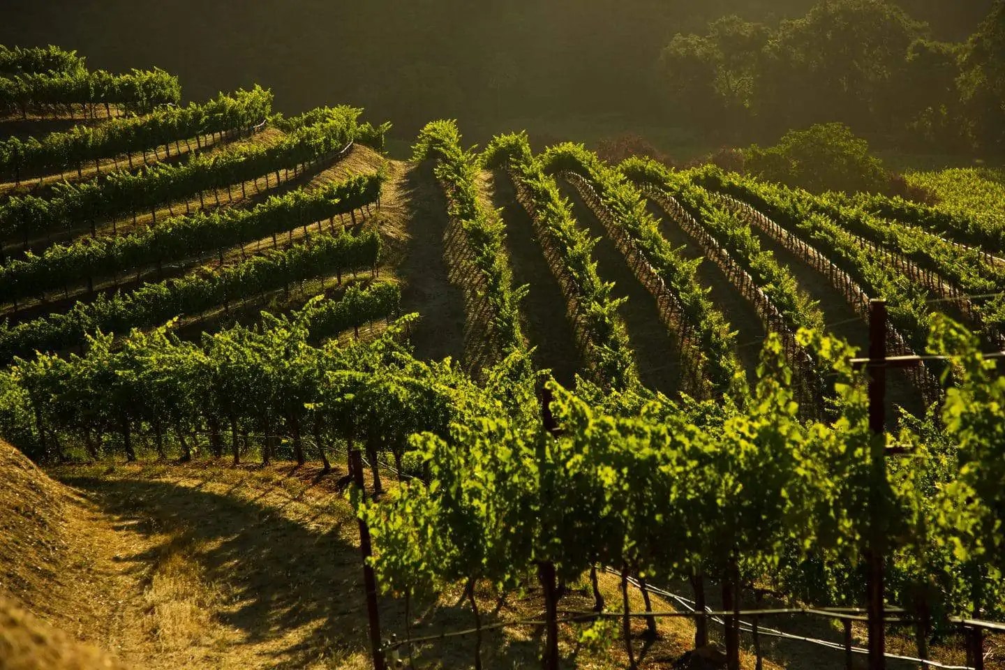 Napa Wine Tasting Discounts Top Winery Partners Added