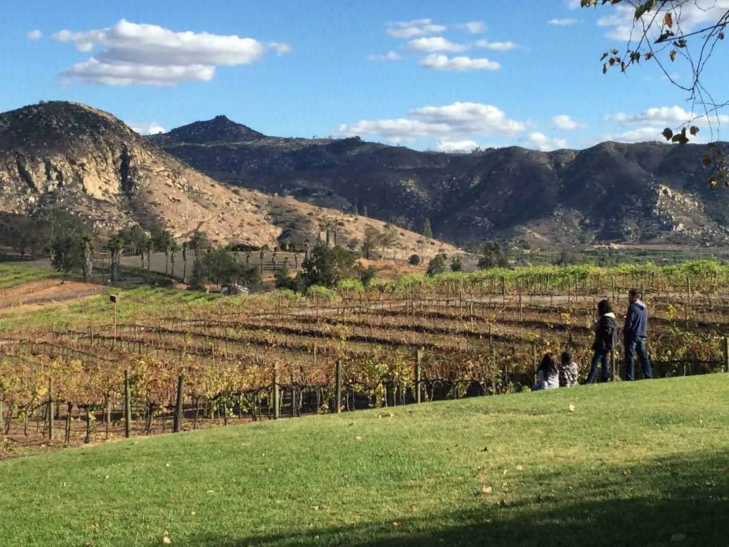 The 10 Best San Diego Wineries For Visitors California Winery Advisor