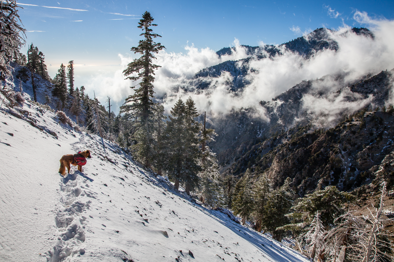 Icehouse Canyon to Cucamonga Peak in Snow CaliTrails