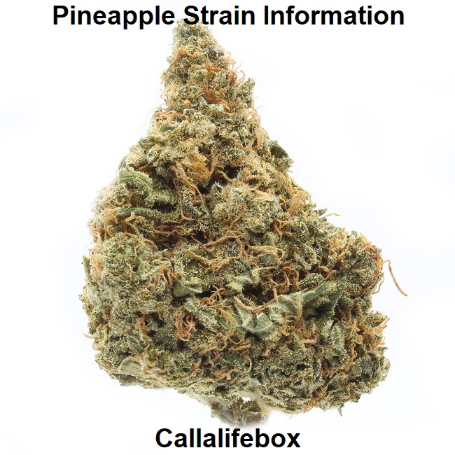 Pineapple Strain Information