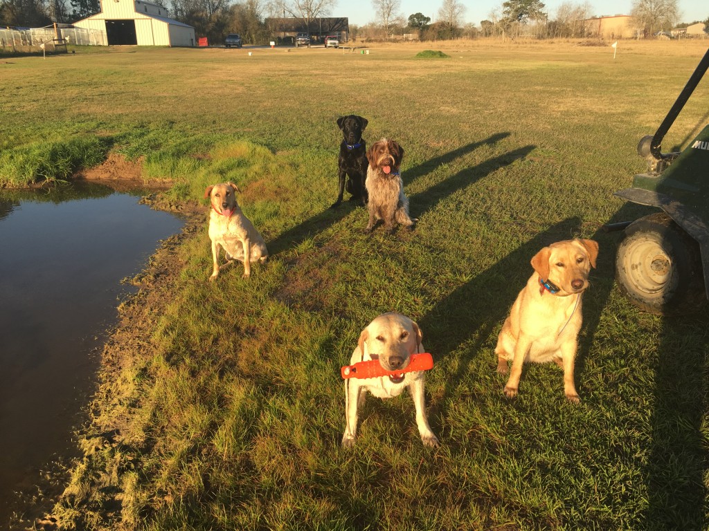 Pure Bred Labrador Dogs for Sale Houston, Texas Callback Retrievers