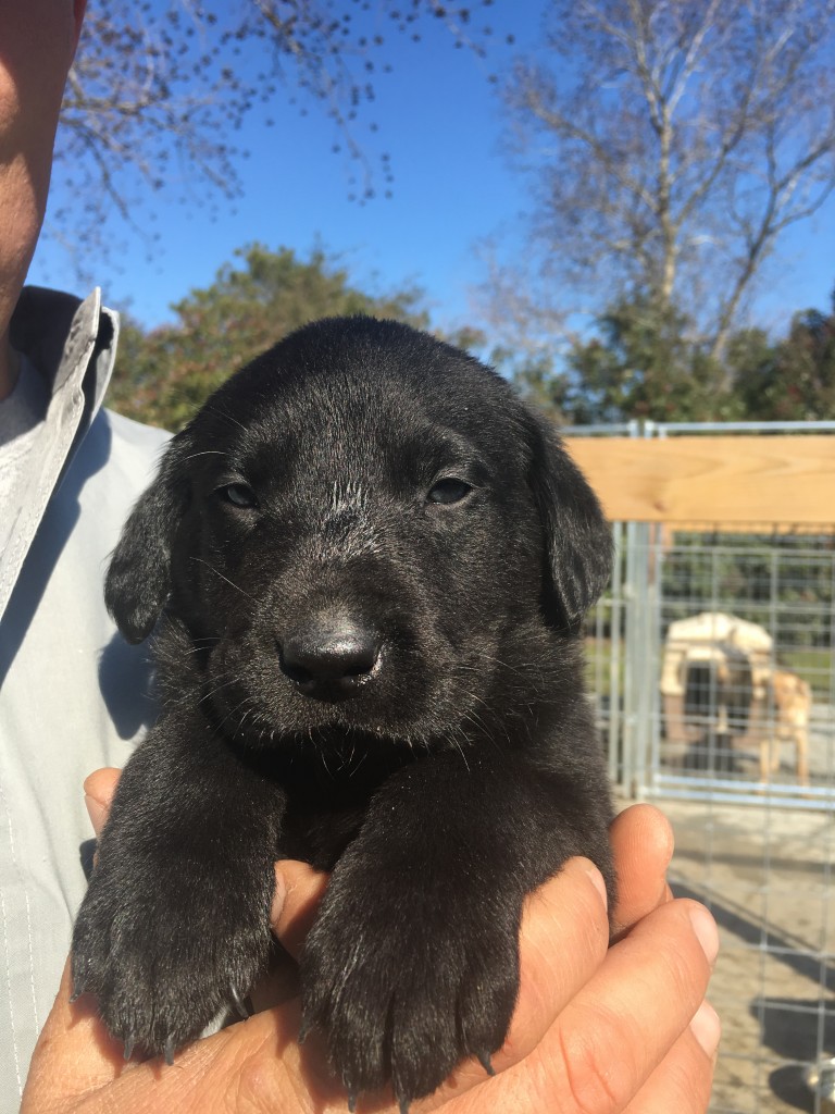 Pure Bred Labrador Dogs for Sale Houston, Texas Callback Retrievers