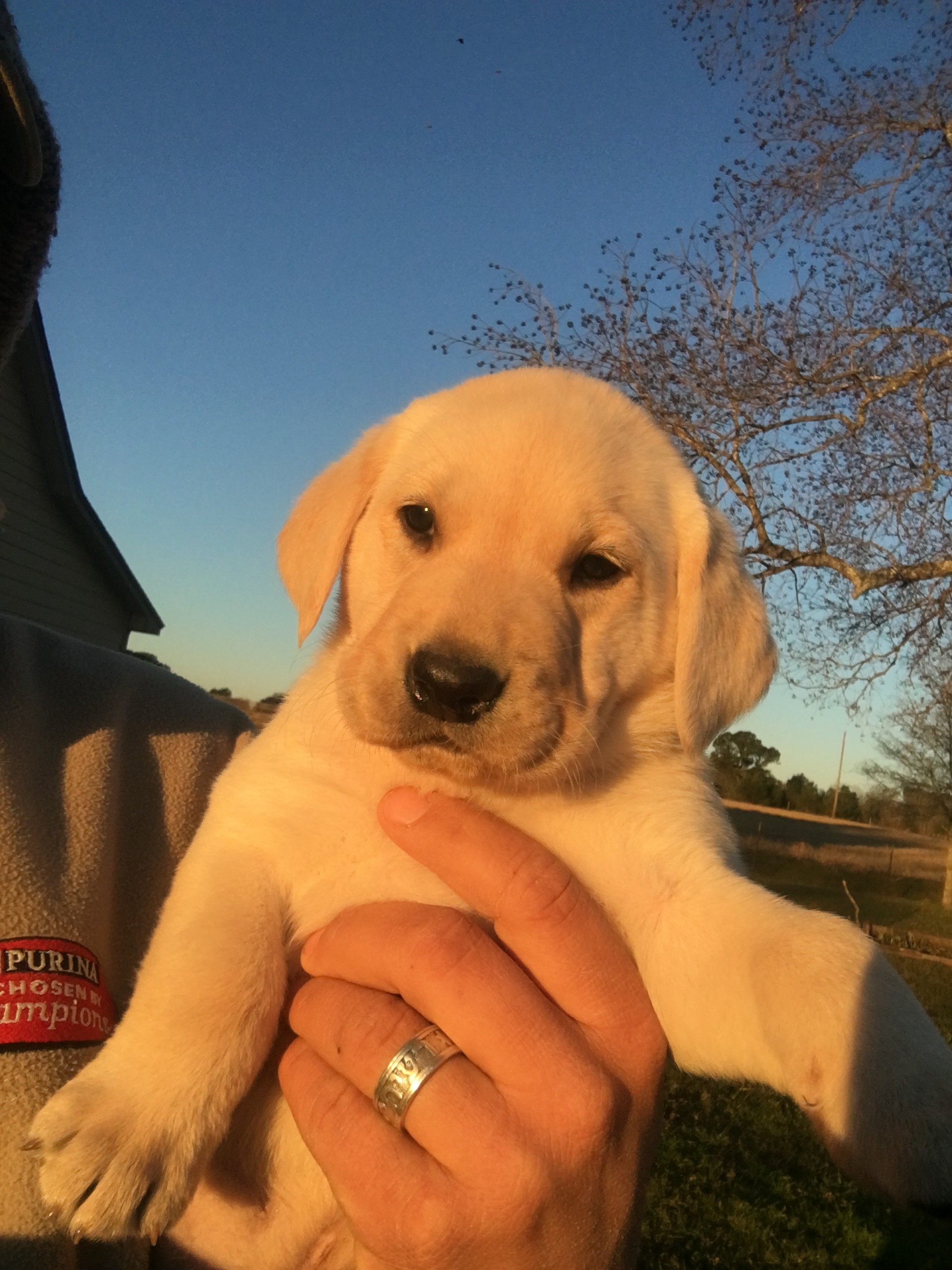 Pure Bred Labrador Dogs for Sale Houston, Texas Callback Retrievers