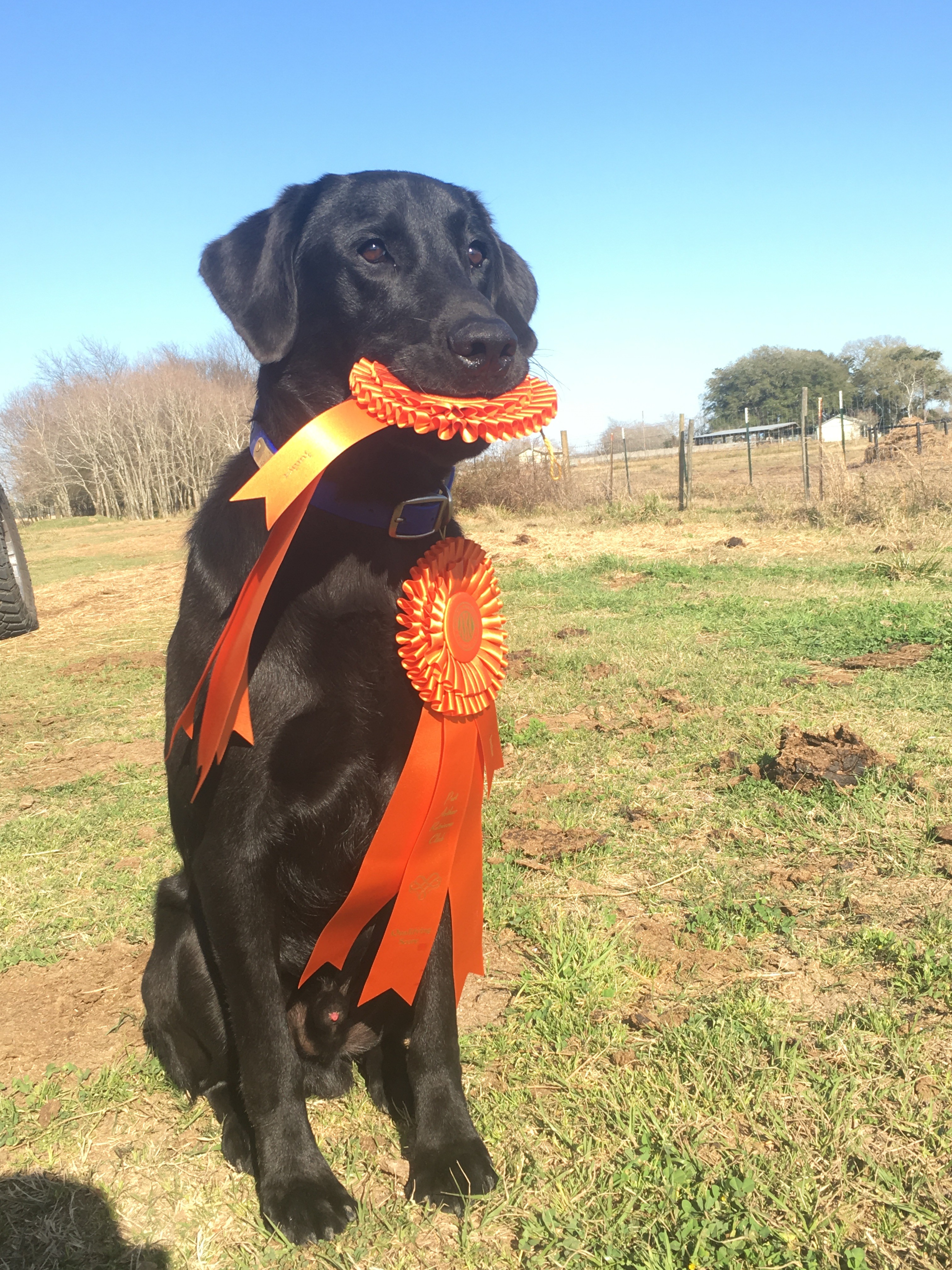 Pure Bred Labrador Dogs for Sale Houston, Texas Callback Retrievers