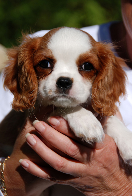 Veterinary Answering Services Call Center Plus