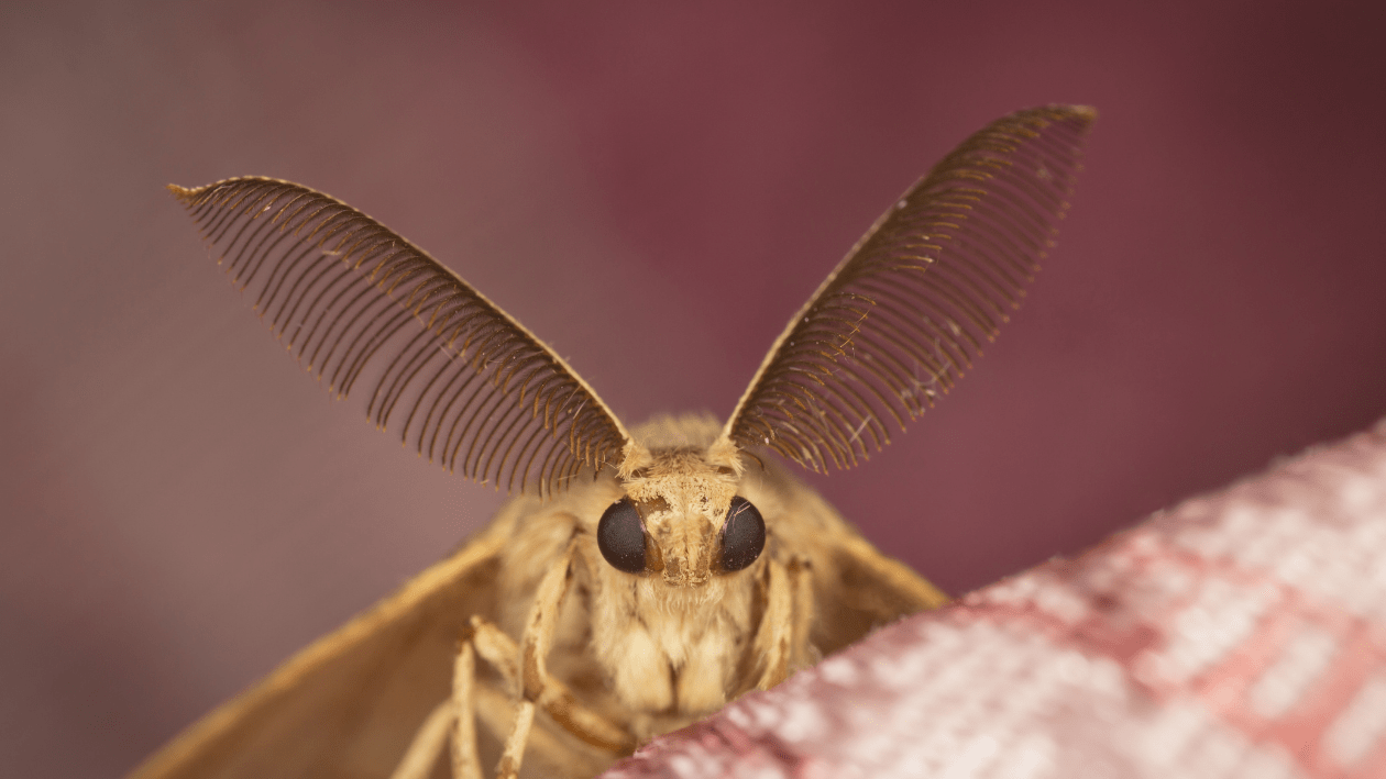 What Attracts Moths to Your Home? Contractor's Best Pest Solutions