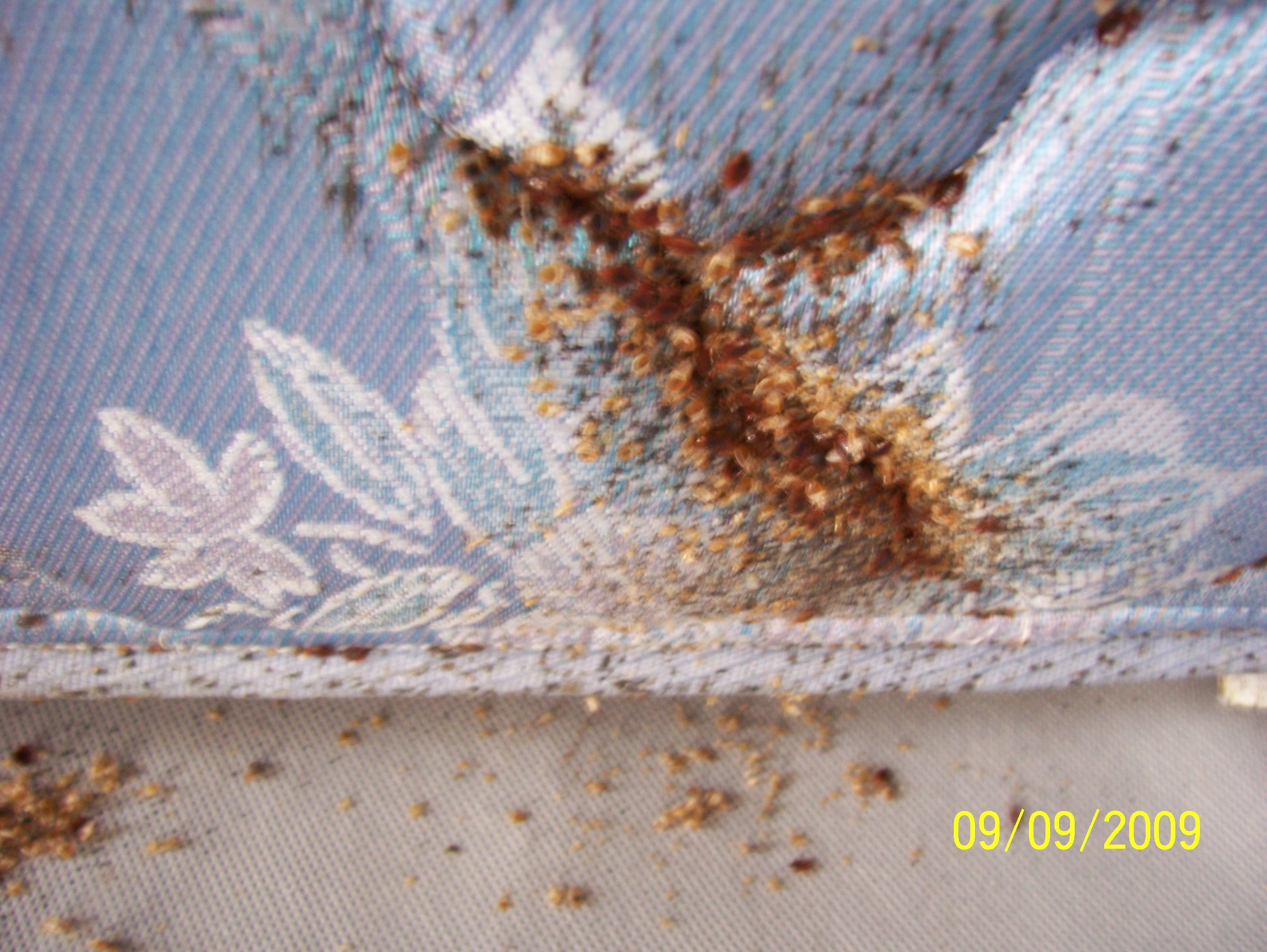 Bed Bug Services Information Bed Bugs Control in Poughkeepsie