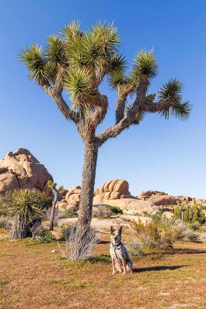 One Day In Joshua Tree National Park Itinerary (2020 Guide)