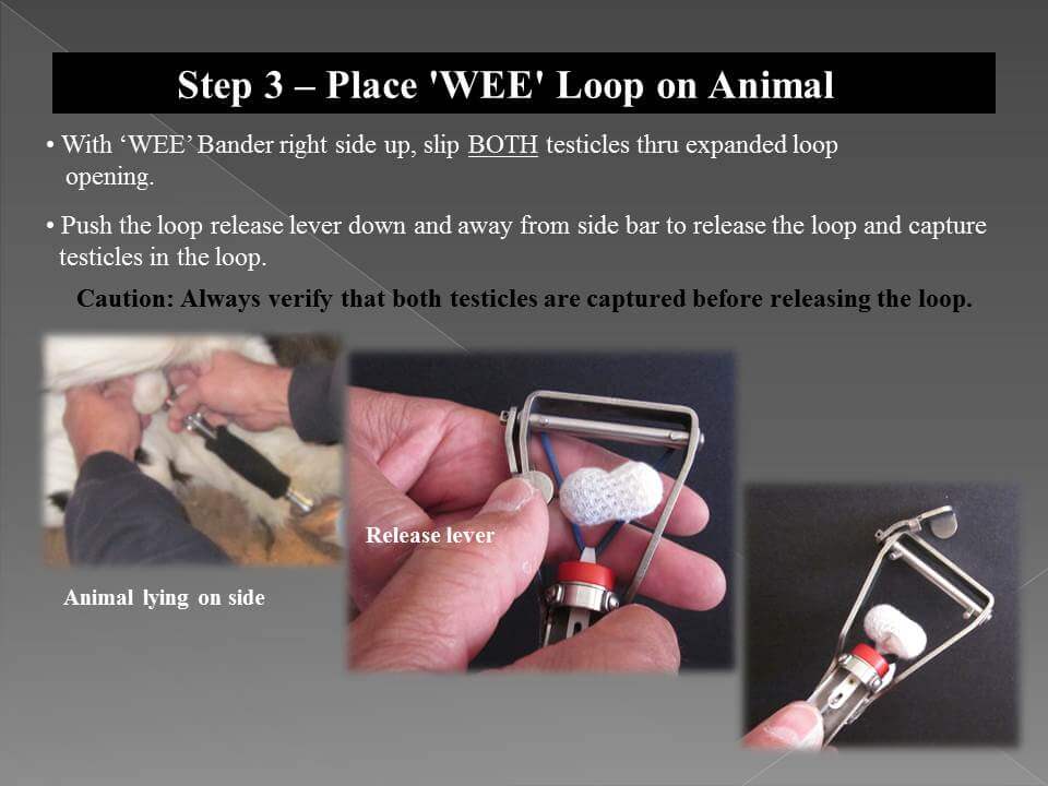 Callicrate WEE Bander Instructions