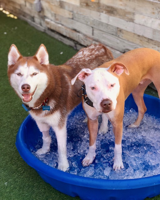 Dog Bath Fundraiser Calling All Dogs & Cats