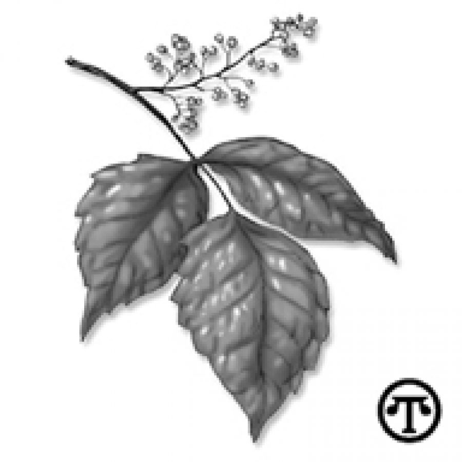 Be cognizant of poisonous plants when enjoying summer activities St