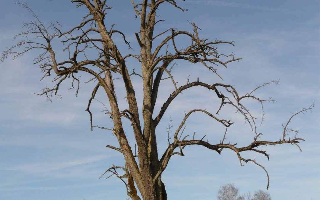 The Tell Tale Signs of a Dying Tree Ray's Tree Service