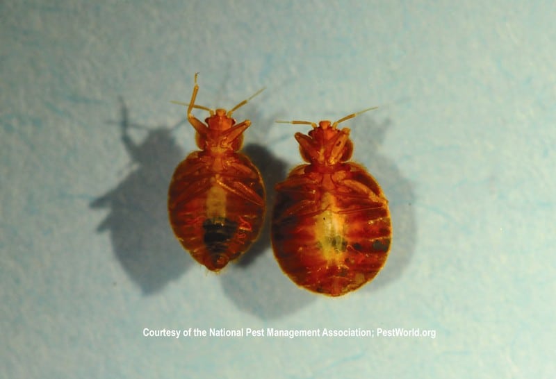 Bed Bugs Reliable Exterminators