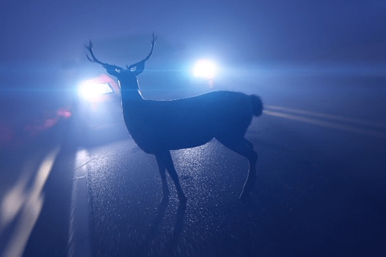 Deer Accidents in Michigan Increase The Sam Bernstein Law Firm