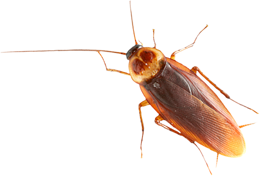 Pest Control Services: Friendswood, Pearland, League City, TX.