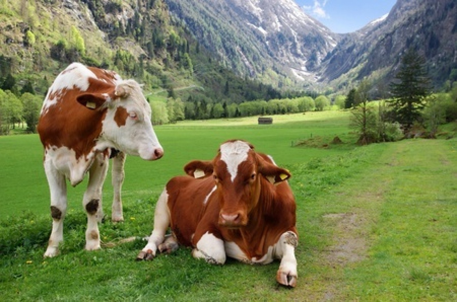 Cow and goat milk estrogen levels Does it matter? CALMERme